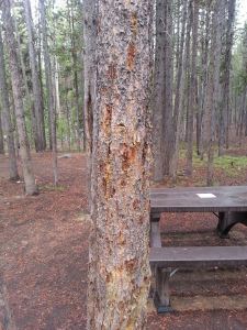 We didn't point out the bear markings to the boys until we were packing up the tent the next morning.