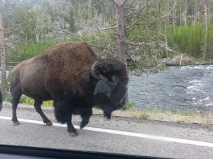 At times the wildlife was a little closer than we would have liked.