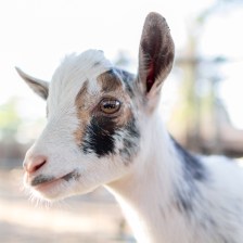 Rumor has it the curse will only lift when Cubs fans come to truly appreciate goats and welcome them in their midst. photo credit: Tc Morgan via photopin cc