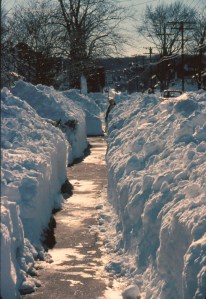 I wonder which side the woolly worms are nestled on. photo credit: Sister72 via photopin cc