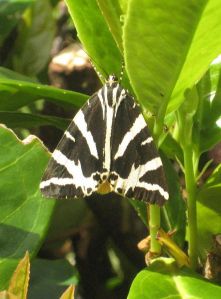 Definitely not a bear. Rod Allday [CC-BY-SA-2.0 (http://creativecommons.org/licenses/by-sa/2.0)], via Wikimedia Commons