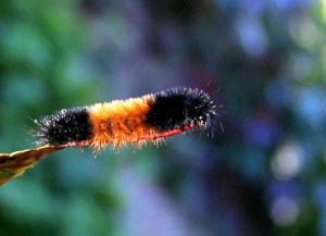 If you’re in another part of the US you may call these critters “wooly bear” or “fuzzy bear” caterpillars even though they are maybe two inches long and not generally (ever) classified as bears. As they are also not technically worms, I won’t argue with you, but this is my blog post so I’ll be referring to them as “wooly worms.” Because that’s what they’re called.photo credit: mattnis via photopin cc