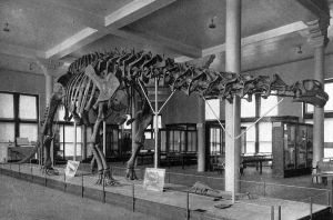 Brontosaurus (but later Apatosaurus, and now brontosaurus again) skeleton displayed with the wrong head at the Carnegie Natural Museum of Natural History. By Dinosaurs, by William Diller Matthew [Public domain], via Wikimedia Commons