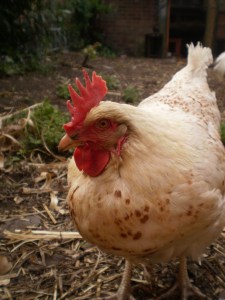Enquist, et. al. received the award in the category of Interdisciplinary Research in 2003 for their determination to prove what I think we've probably known all along, that chickens really do prefer beautiful people. photo credit: via photopin (license)