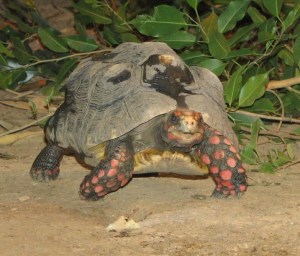 Thanks to Isabella Mandl, et. al., recipients of the 2011 Ig Nobel Prize for Physiology, we now know that red-footed tortoises do not experience contagious yawning. And I know we were all wondering. By Ltshears (Own work) [Public domain], via Wikimedia Commons