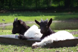 These guys look like they could use some coffee beans. photo credit: little bobbies via photopin (license)