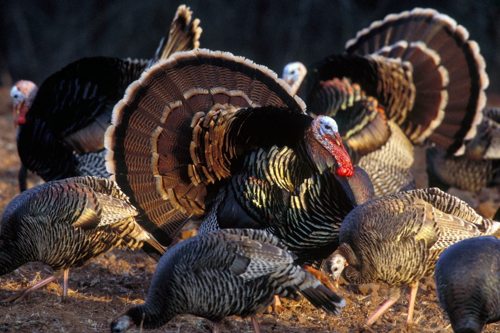 The Rio Grande wild turkey