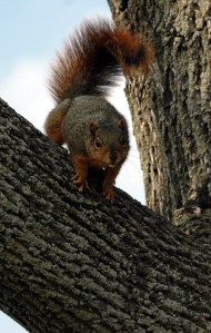 squirrel