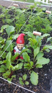 gnome