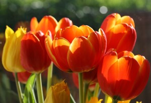 tulips