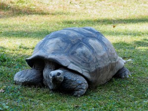 tortoise