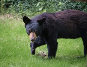 black bear in the suburbs