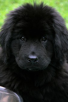 newfie